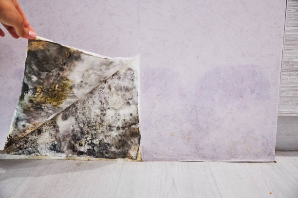 Best Localized Mold Remediation (e.g., coastal areas, humid climates) in Tracy City, TN